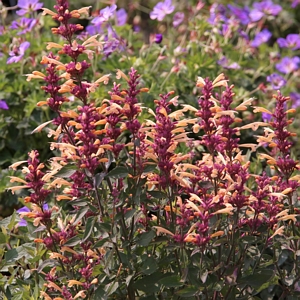 Agastache Peachie Keen